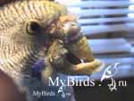 Деформация клюва волнистого попугая в результате кнемидокоптоза